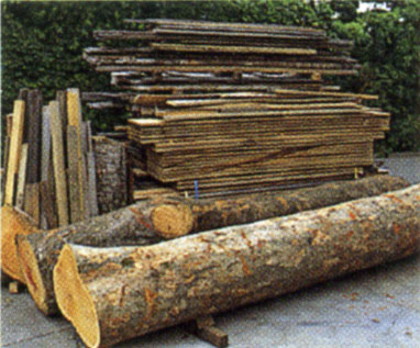 樹齢200年以上の欅