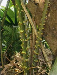 ラタン(籐)のトゲ