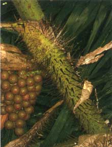 ラタン(籐)の茎と実